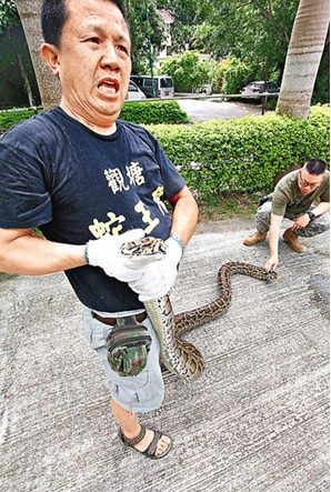 5米长百岁蟒被生擒。来源:香港《文汇报》